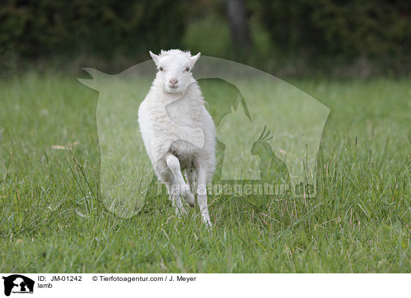 lamb / JM-01242
