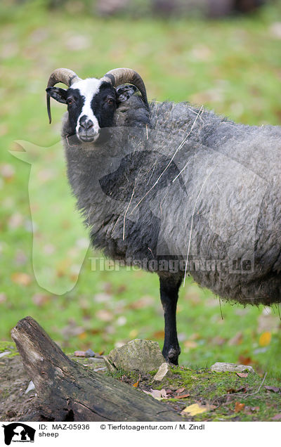 sheep / MAZ-05936