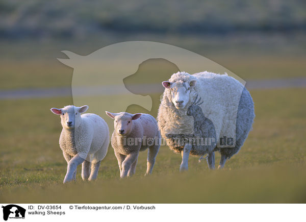 walking Sheeps / DV-03654