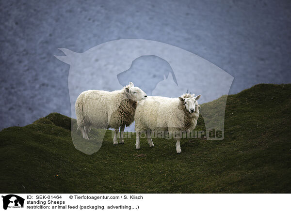stehende Schafe / standing Sheeps / SEK-01464