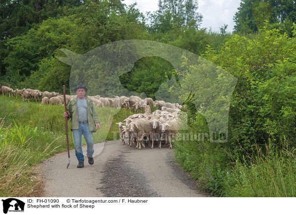 Shepherd with flock of Sheep / FH-01090