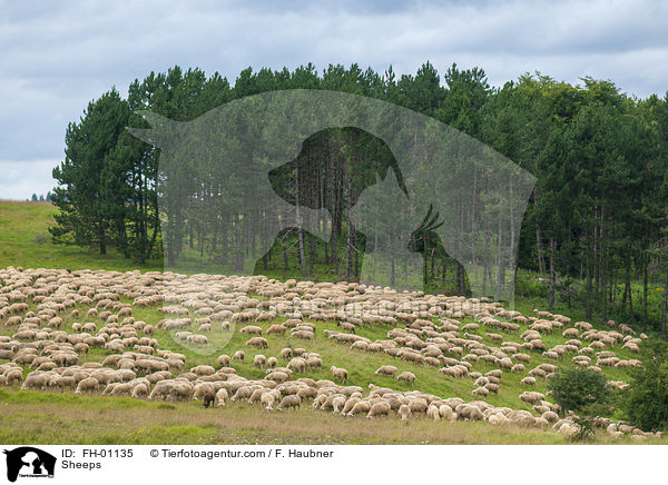 Sheeps / FH-01135