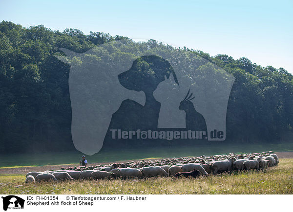 Schfer mit Schafherde / Shepherd with flock of Sheep / FH-01354