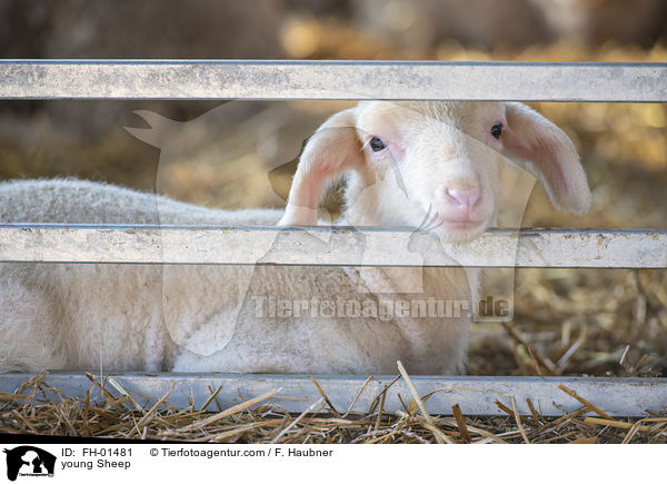 junges Schaf / young Sheep / FH-01481
