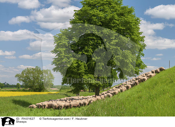 Sheeps / FH-01627