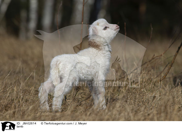 Lamm / lamb / JM-02614