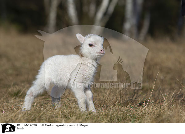 lamb / JM-02626