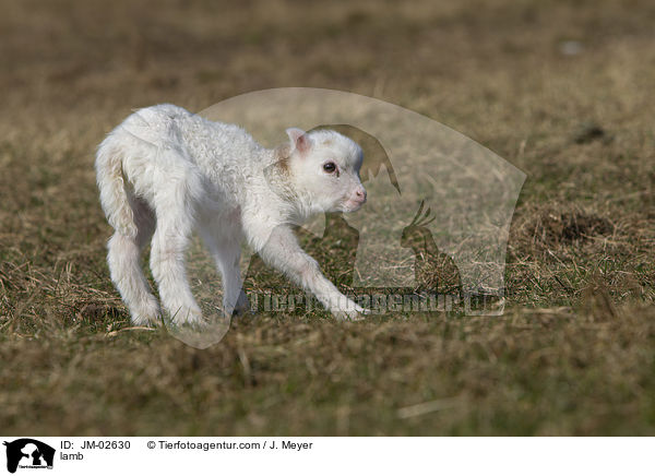 lamb / JM-02630