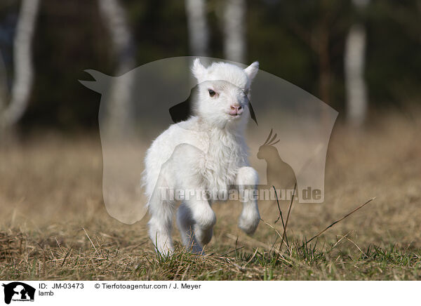 Lamm / lamb / JM-03473