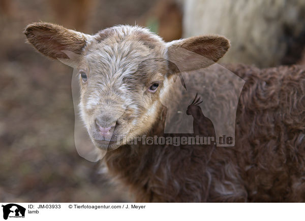 lamb / JM-03933