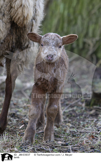 lamb / JM-03937