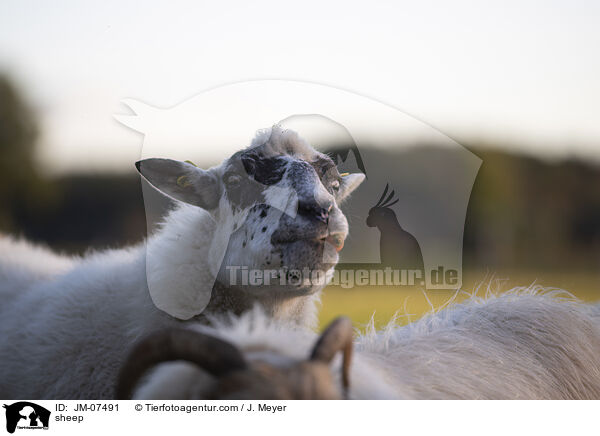 Hausschaf / sheep / JM-07491