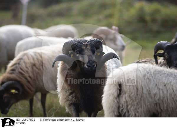 Hausschaf / sheep / JM-07505