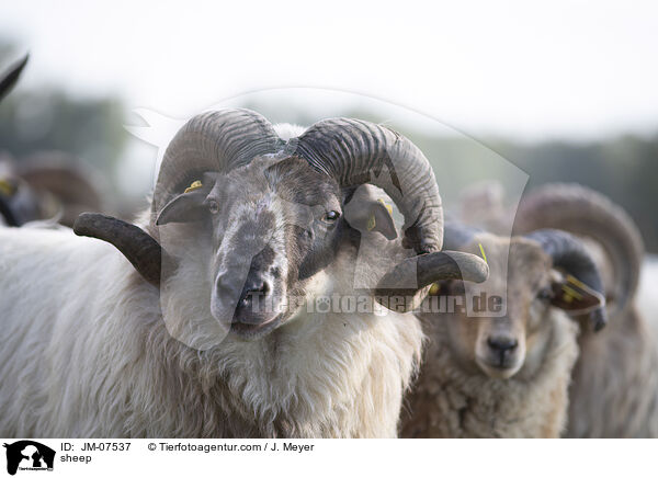 sheep / JM-07537