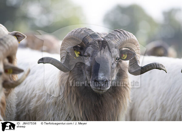 sheep / JM-07538