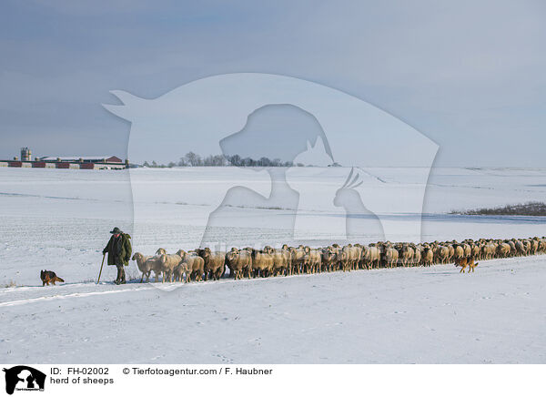 herd of sheeps / FH-02002