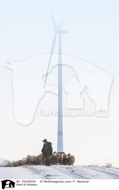 herd of sheeps / FH-02004
