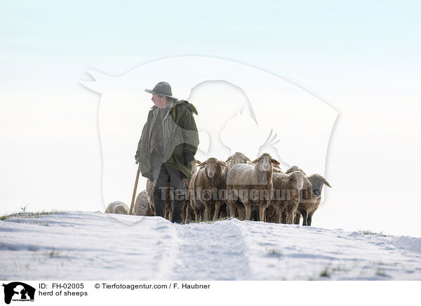 Schafherde / herd of sheeps / FH-02005