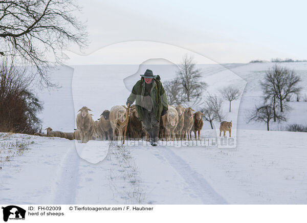 herd of sheeps / FH-02009