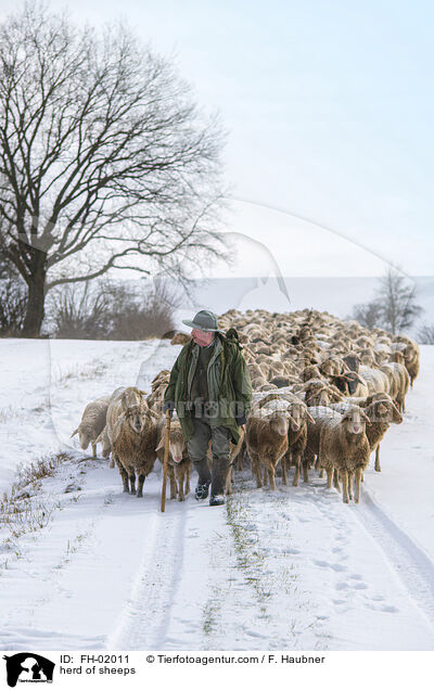 herd of sheeps / FH-02011