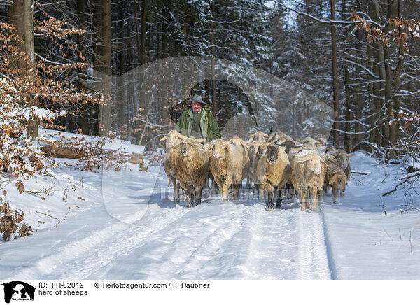 herd of sheeps / FH-02019
