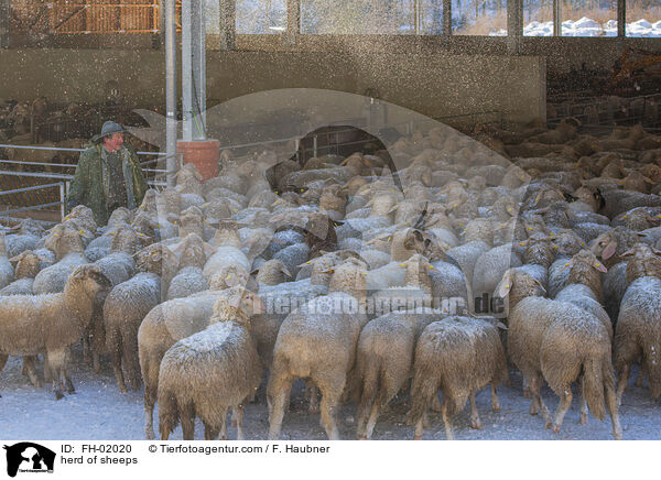 Schafherde / herd of sheeps / FH-02020