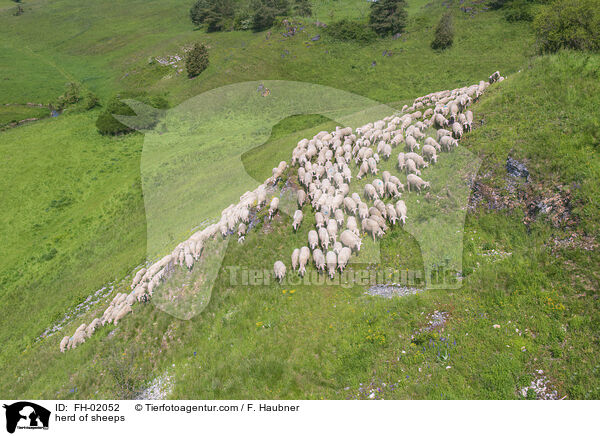 herd of sheeps / FH-02052