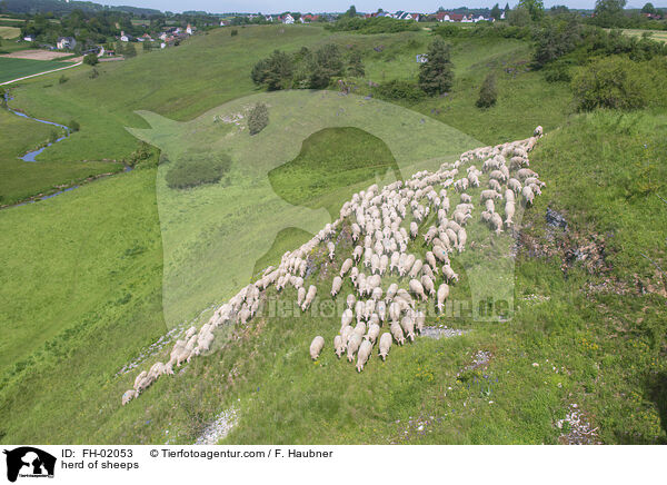 Schafherde / herd of sheeps / FH-02053