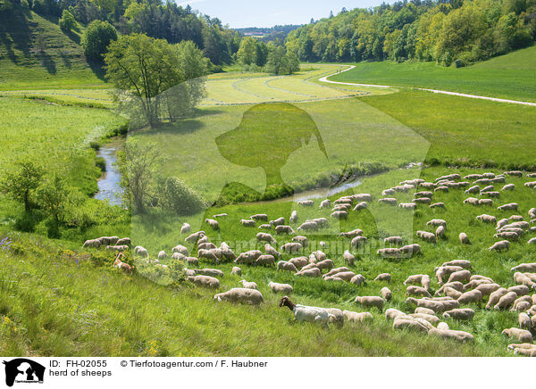 herd of sheeps / FH-02055