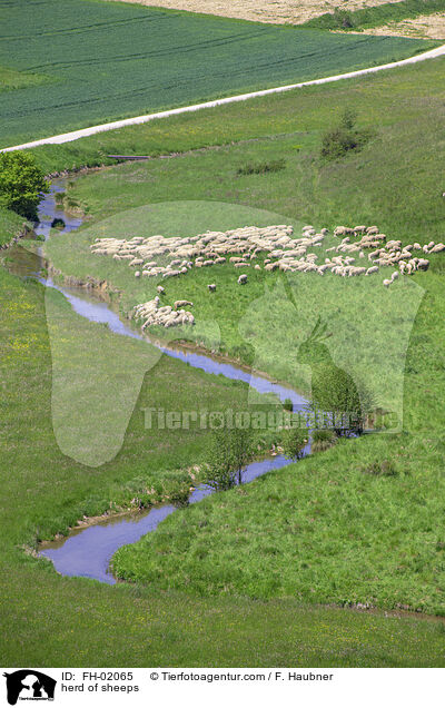 herd of sheeps / FH-02065