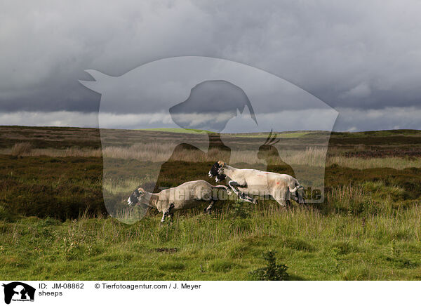 Schafe / sheeps / JM-08862