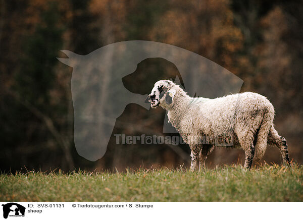 sheep / SVS-01131