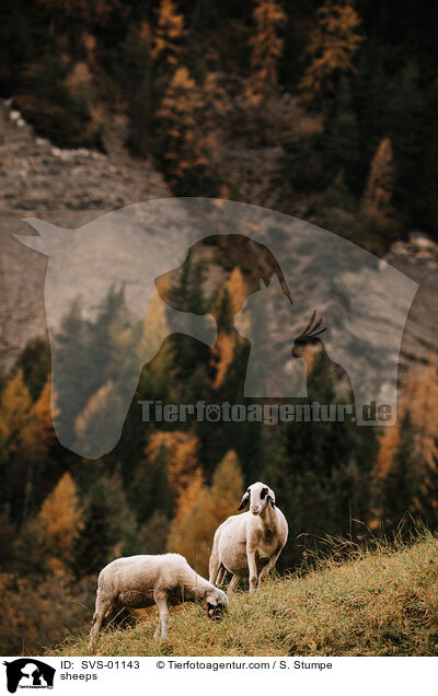 sheeps / SVS-01143