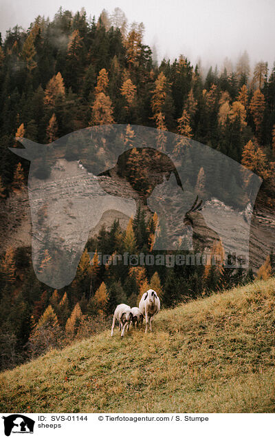 Schafe / sheeps / SVS-01144