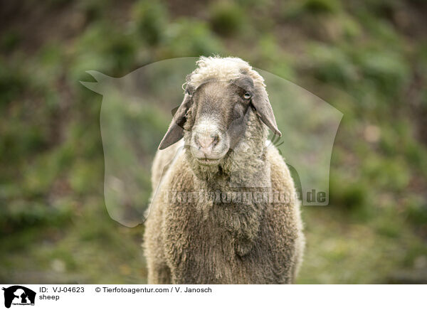 sheep / VJ-04623