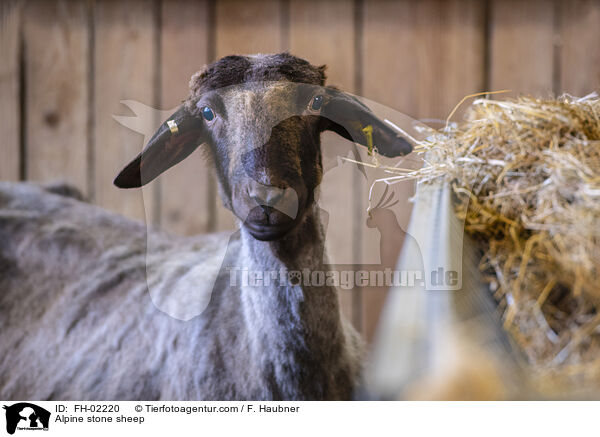 Alpines Steinschaf / Alpine stone sheep / FH-02220