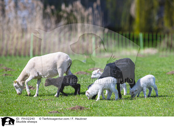Skudden / Skudde sheeps / FH-02240