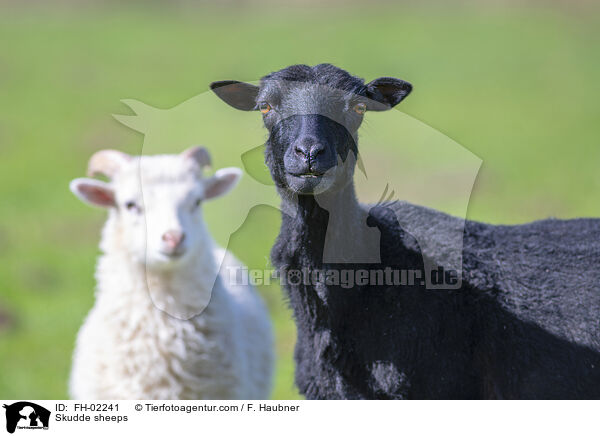Skudden / Skudde sheeps / FH-02241