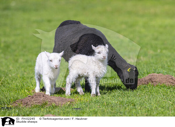 Skudden / Skudde sheeps / FH-02245