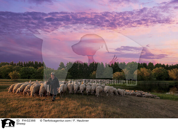 Schaf / Sheep / FH-02366