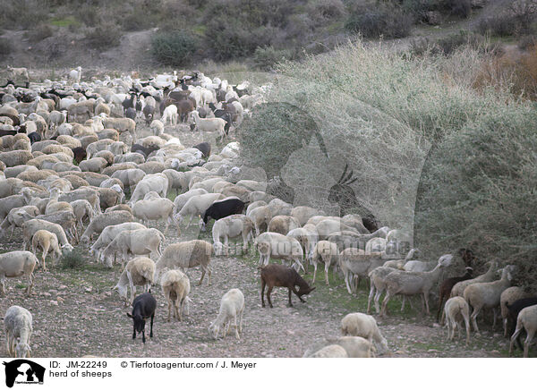 Schafherde / herd of sheeps / JM-22249