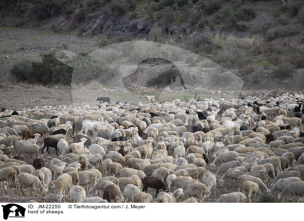 Schafherde / herd of sheeps / JM-22250