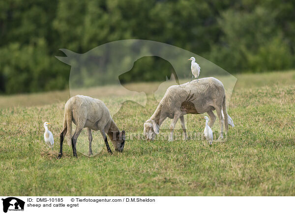 sheep and cattle egret / DMS-10185