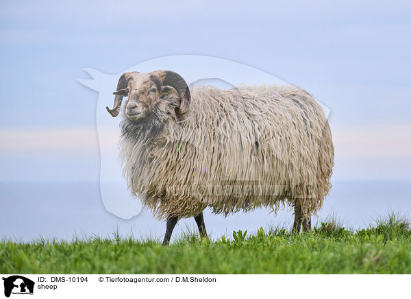 Schaf / sheep / DMS-10194