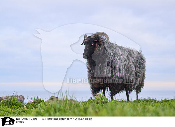 Schaf / sheep / DMS-10196