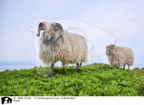 Schaf / sheep / DMS-10198