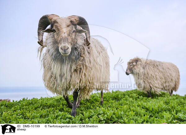 Schaf / sheep / DMS-10199