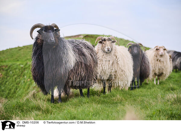 Schaf / sheep / DMS-10206
