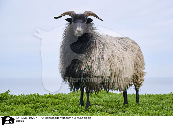 Schaf / sheep / DMS-10207