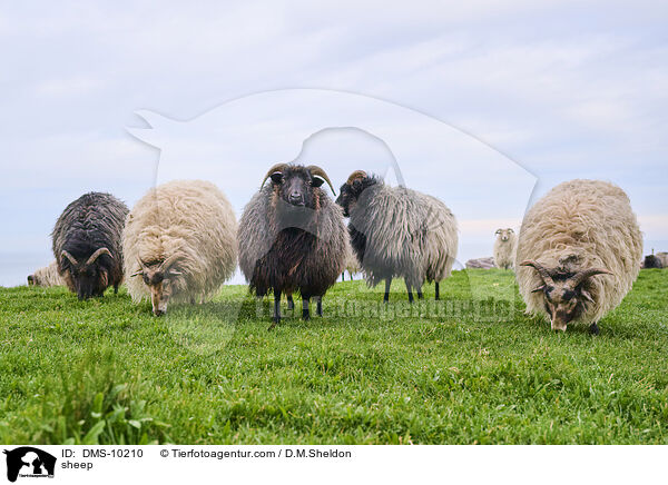 Schaf / sheep / DMS-10210